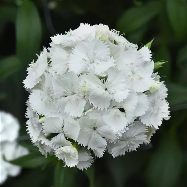 💗 Sweet William ‘Sweet Series’ (Dianthus barbatus)