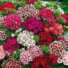 💗 Sweet William ‘Sweet Series’ (Dianthus barbatus)