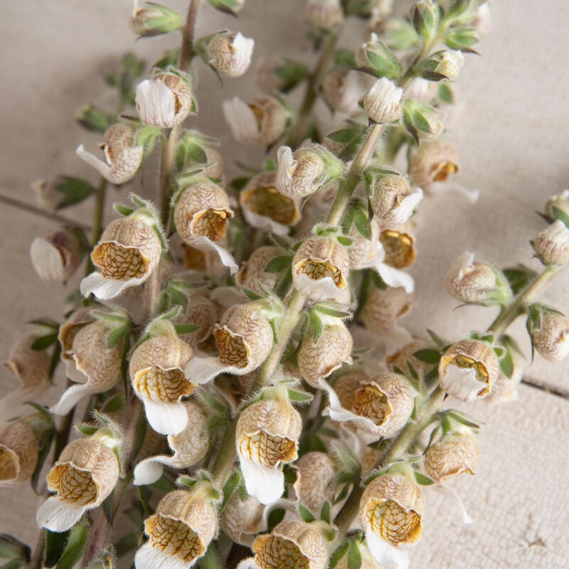 🌿 Foxglove (Digitalis lanata)