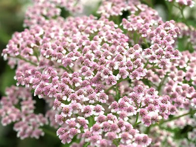 💗 Yarrow (Achillea millefolium)