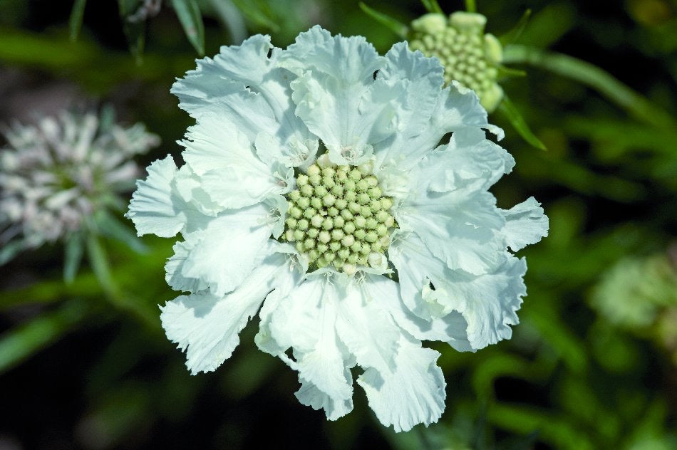 💙 Scabiosa ‘Fama Series’ (Scabiosa caucasica)