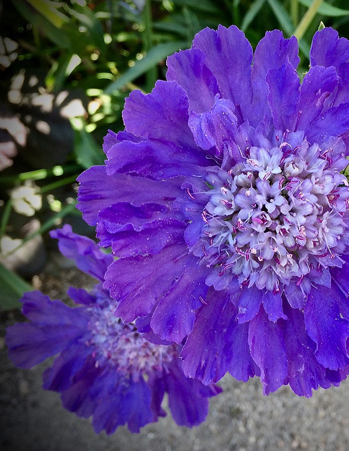 💙 Scabiosa ‘Fama Series’ (Scabiosa caucasica)