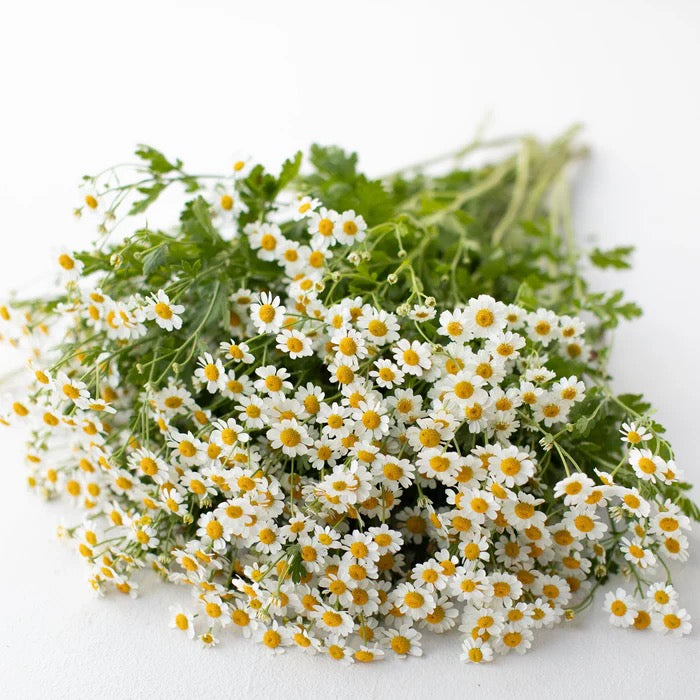 🌿 Feverfew (Tanacetum parthenium)