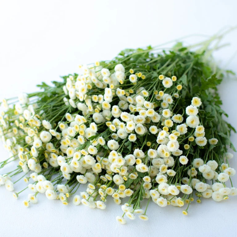 🌿 Feverfew (Tanacetum parthenium)