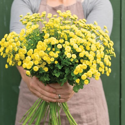 🌿 Feverfew (Tanacetum parthenium)