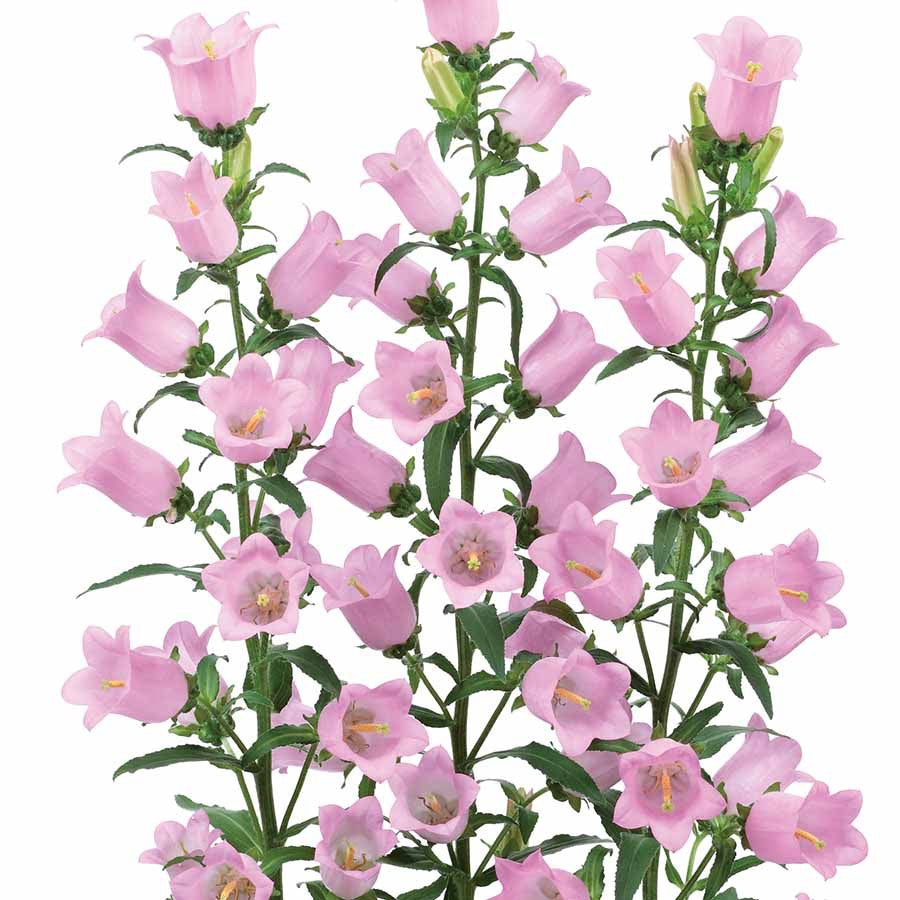 💙 Campanula ‘Champion II Series’ (Campanula medium)
