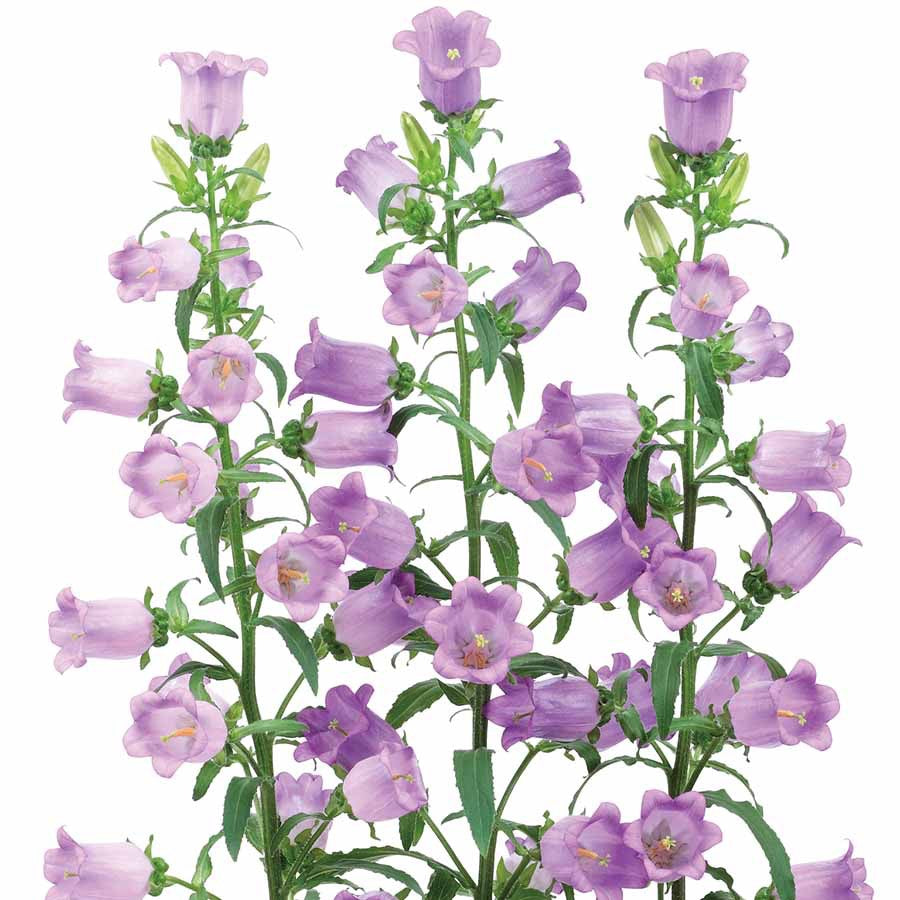 💙 Campanula ‘Champion II Series’ (Campanula medium)