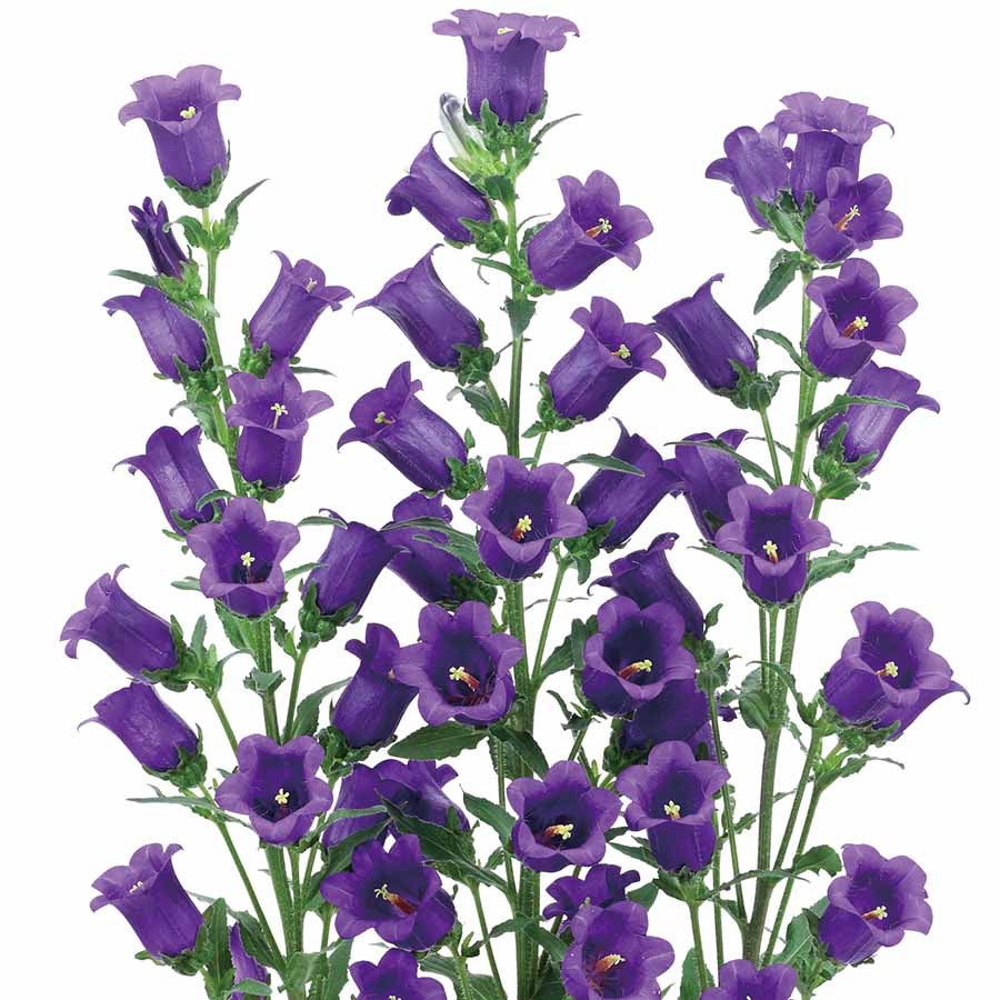 💙 Campanula ‘Champion II Series’ (Campanula medium)