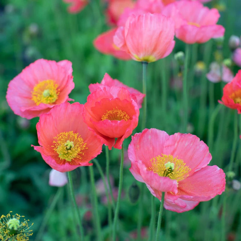 🌸 Iceland Poppy Champagne Bubbles