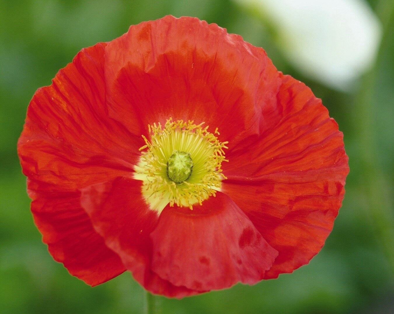 🌸 Iceland Poppy Champagne Bubbles