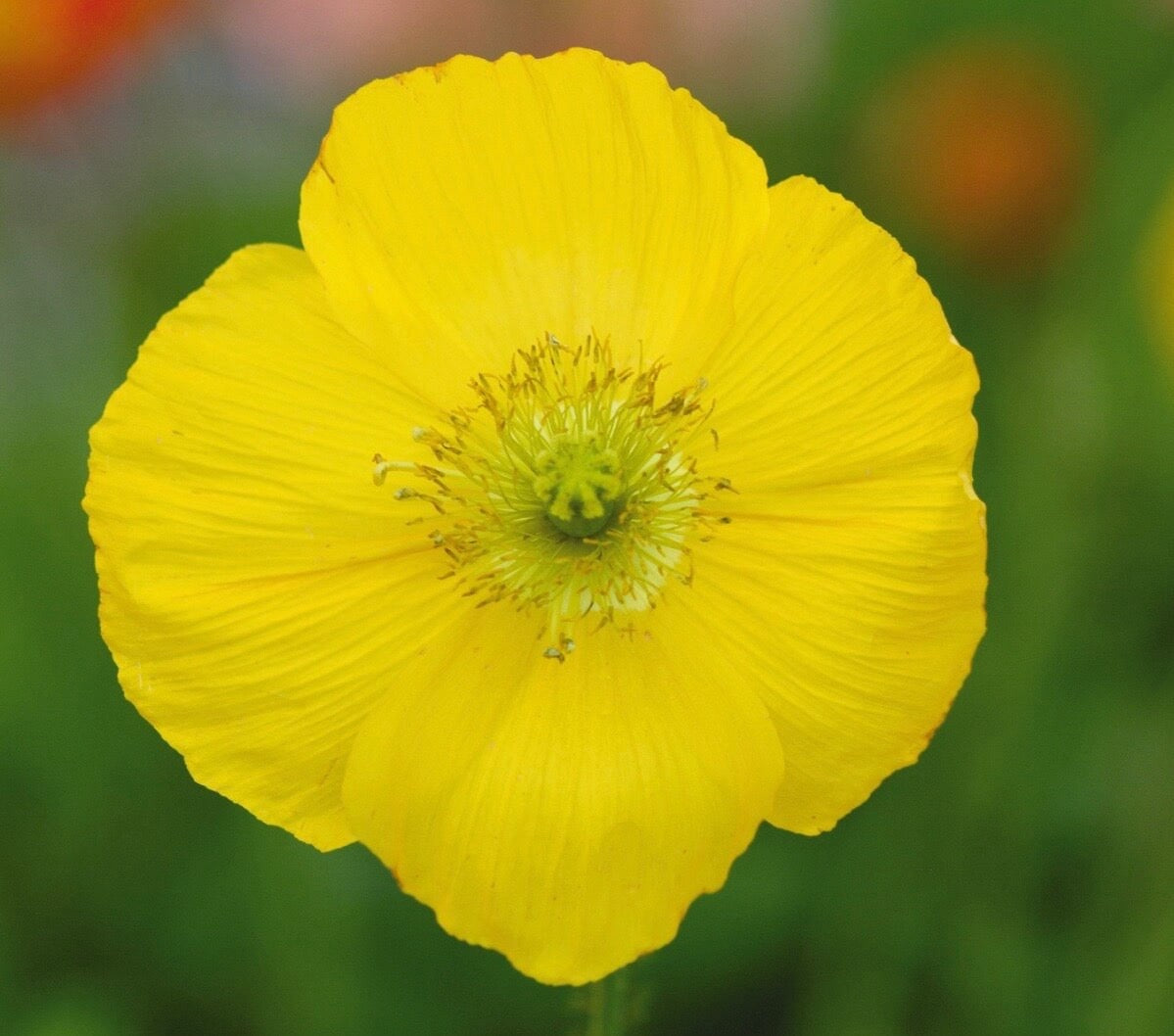 🌸 Iceland Poppy Champagne Bubbles
