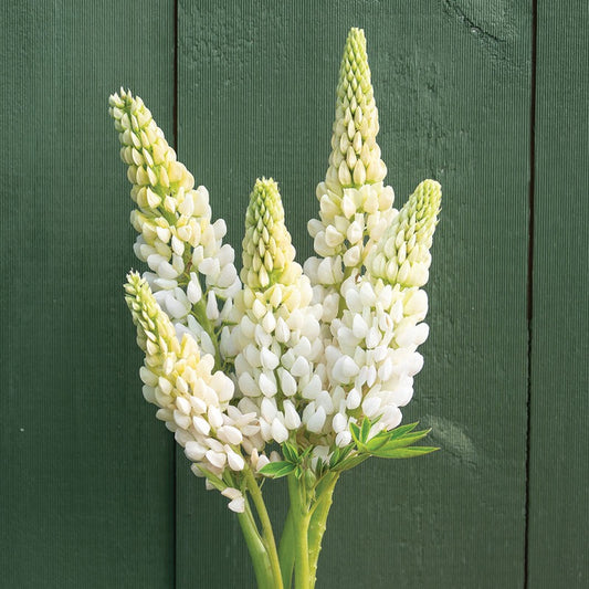 🌸 Lupinus Russell Hybrids