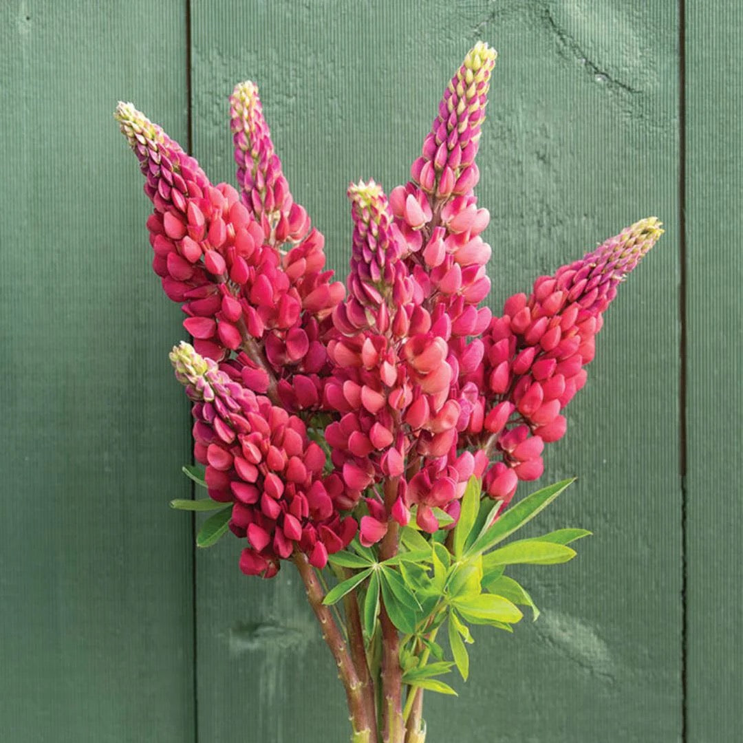 🌸 Lupinus Russell Hybrids