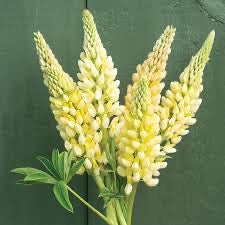 🌸 Lupinus Russell Hybrids