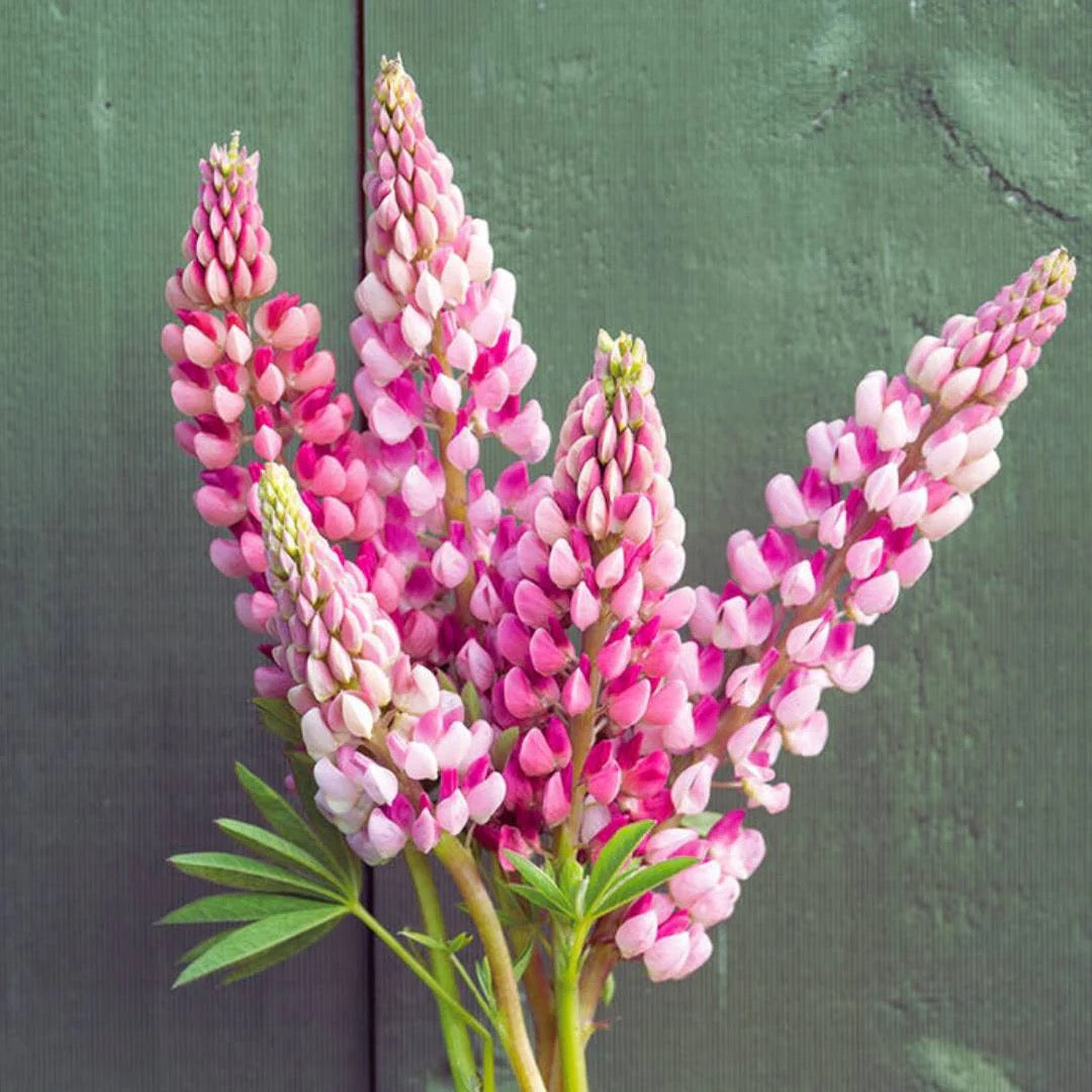 🌸 Lupinus Russell Hybrids