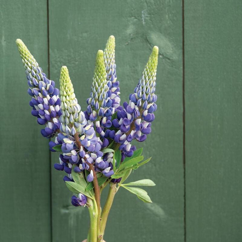 🌸 Lupinus Russell Hybrids
