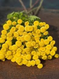 🌿 Feverfew (Tanacetum parthenium)