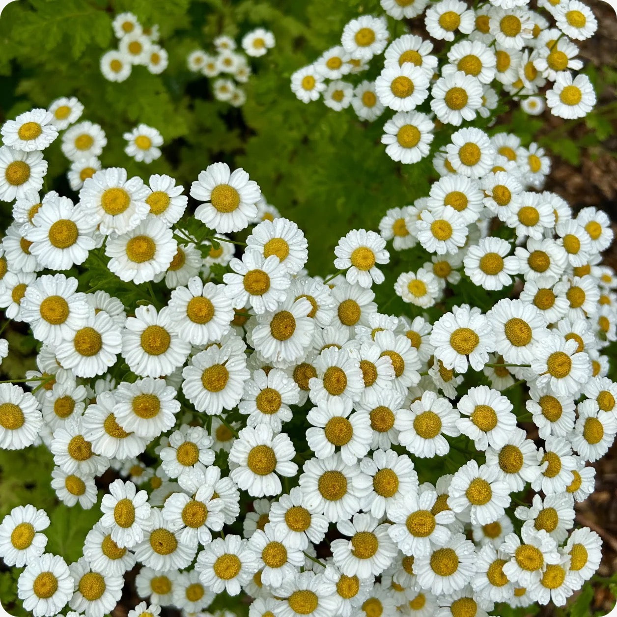 🌿 Feverfew (Tanacetum parthenium)