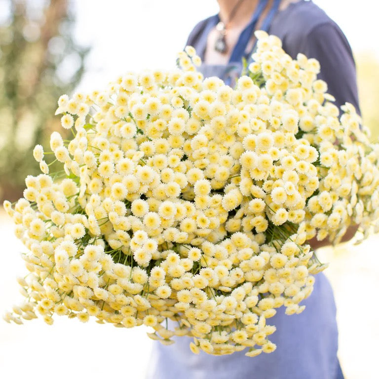 🌿 Feverfew (Tanacetum parthenium)