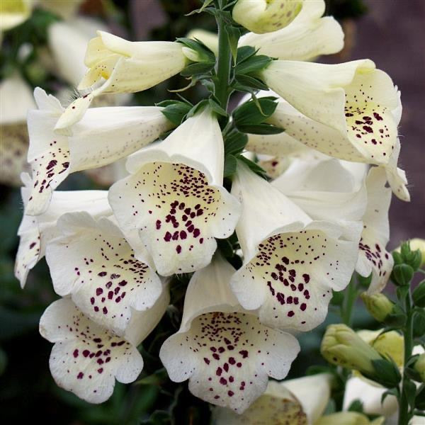 🌿 Foxglove (Digitalis lanata)