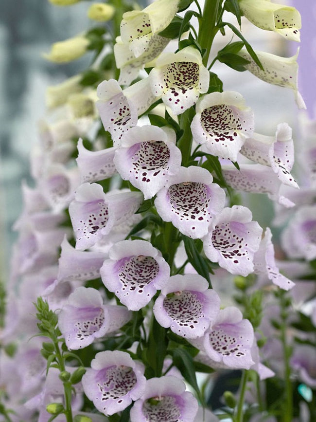 🌿 Foxglove (Digitalis lanata)