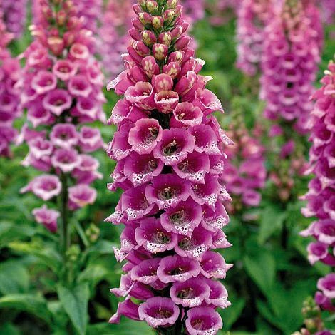 🌿 Foxglove (Digitalis lanata)