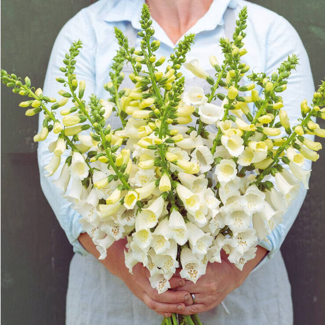 🌿 Foxglove (Digitalis lanata)