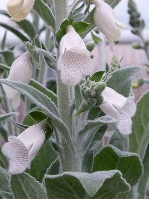 🌿 Foxglove (Digitalis lanata)