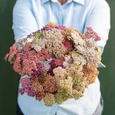 💗 Yarrow (Achillea millefolium)