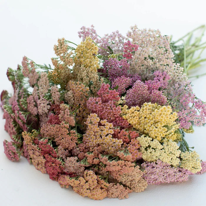 💗 Yarrow (Achillea millefolium)