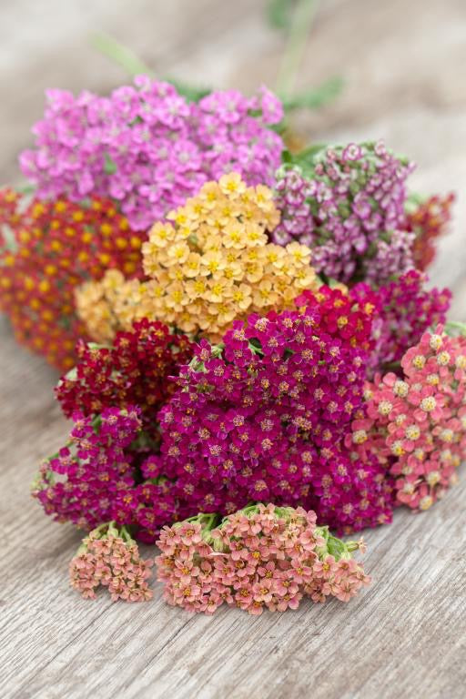 💗 Yarrow (Achillea millefolium)