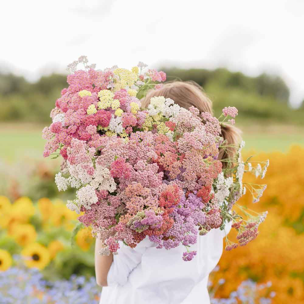 💗 Yarrow (Achillea millefolium)