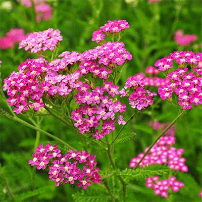 💗 Yarrow (Achillea millefolium)